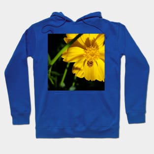 Orange Asian Lady Beetle Yellow Cosmos Hoodie